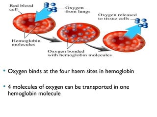 03/18/2025 By Tekle H 55
 Oxygen binds at the four haem sites in hemoglobin
 4 molecules of oxygen can be transported in one
hemoglobin molecule
 