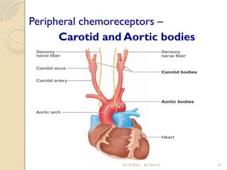 03/18/2025 By Tekle H 67
Peripheral chemoreceptors –
Carotid and Aortic bodies
 