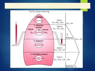 WEST - ZONES OF LUNG
10
 
