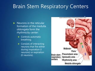 Brain Stem Respiratory Centers
 Neurons in the reticular
formation of the medulla
oblongata form the
rhythmicity center:
 Controls automatic
breathing.
 Consists of interacting
neurons that fire either
during inspiration (I
neurons) or expiration
(E neurons).
www.freelivedoctor.com
Insert fig. 16.25
 