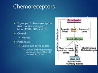 Chemoreceptors
 2 groups of chemo-receptors
that monitor changes in
blood PC02, P02, and pH.
 Central:
 Medulla.
 Peripheral:
 Carotid and aortic bodies.
 Control breathing indirectly
via sensory nerve fibers to
the medulla (X, IX).
www.freelivedoctor.com
Insert fig. 16.27
 