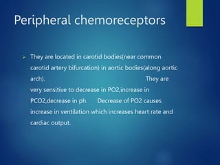 Peripheral chemoreceptors
 They are located in carotid bodies(near common
carotid artery bifurcation) in aortic bodies(along aortic
arch). They are
very sensitive to decrease in PO2,increase in
PCO2,decrease in ph. Decrease of PO2 causes
increase in ventilation which increases heart rate and
cardiac output.
 