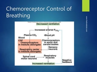 Chemoreceptor Control of
Breathing
www.freelivedoctor.com
 