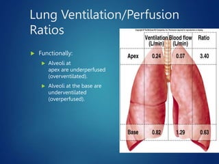 Lung Ventilation/Perfusion
Ratios
 Functionally:
 Alveoli at
apex are underperfused
(overventilated).
 Alveoli at the base are
underventilated
(overperfused).
www.freelivedoctor.com
Insert fig. 16.24
 