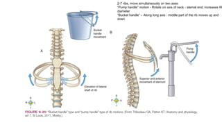 Rib Spring Respiratory physiology pediatric anesthesia | PDF
