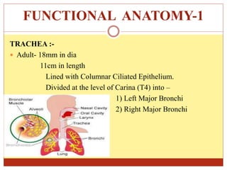 FUNCTIONAL ANATOMY-1
TRACHEA :-
 Adult- 18mm in dia
11cm in length
Lined with Columnar Ciliated Epithelium.
Divided at the level of Carina (T4) into –
1) Left Major Bronchi
2) Right Major Bronchi
 