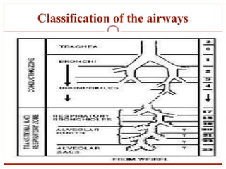Classification of the airways
 