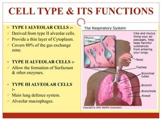 CELL TYPE & ITS FUNCTIONS
 TYPE I ALVEOLAR CELLS :-
 Derived from type II alveolar cells.
 Provide a thin layer of Cytoplasm.
 Covers 80% of the gas exchange
zone.
 TYPE II ALVEOLAR CELLS :-
 Allow the formation of Surfactant
& other enzymes.
 TYPE III ALVEOLAR CELLS
:-
 Main lung defence system.
 Alveolar macrophages.
 
