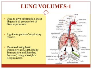 LUNG VOLUMES-1
 Used to give information about
diagnosis & progression of
disease processes.
 A guide to patients’ respiratory
reserve.
 Measured using basic
spirometry at B,T,P,S (Body
Temperature and Standard
Pressure) using a Wright’s
Respirometer.
 