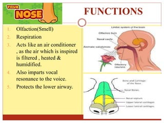 FUNCTIONS
1. Olfaction(Smell)
2. Respiration
3. Acts like an air conditioner
, as the air which is inspired
is filtered , heated &
humidified.
4. Also imparts vocal
resonance to the voice.
5. Protects the lower airway.
 