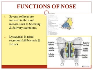 FUNCTIONS OF NOSE
1. Several reflexes are
initiated in the nasal
musosa such as Sneezing
& Salivary secretions.
2. Lysozymes in nasal
secretions kill bacteria &
viruses.
 