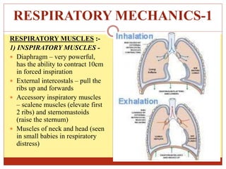 RESPIRATORY MECHANICS-1
RESPIRATORY MUSCLES :-
1) INSPIRATORY MUSCLES -
 Diaphragm – very powerful,
has the ability to contract 10cm
in forced inspiration
 External intercostals – pull the
ribs up and forwards
 Accessory inspiratory muscles
– scalene muscles (elevate first
2 ribs) and sternomastoids
(raise the sternum)
 Muscles of neck and head (seen
in small babies in respiratory
distress)
 