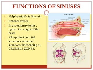 FUNCTIONS OF SINUSES
1. Help humidify & filter air.
2. Enhance voices.
3. In evolutionary terms ,
lighten the weight of the
head.
4. Also protect our vital
structures in trauma
situations functionning as
CRUMPLE ZONES.
 