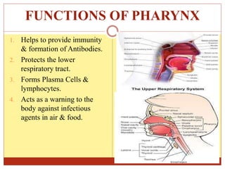 FUNCTIONS OF PHARYNX
1. Helps to provide immunity
& formation of Antibodies.
2. Protects the lower
respiratory tract.
3. Forms Plasma Cells &
lymphocytes.
4. Acts as a warning to the
body against infectious
agents in air & food.
 
