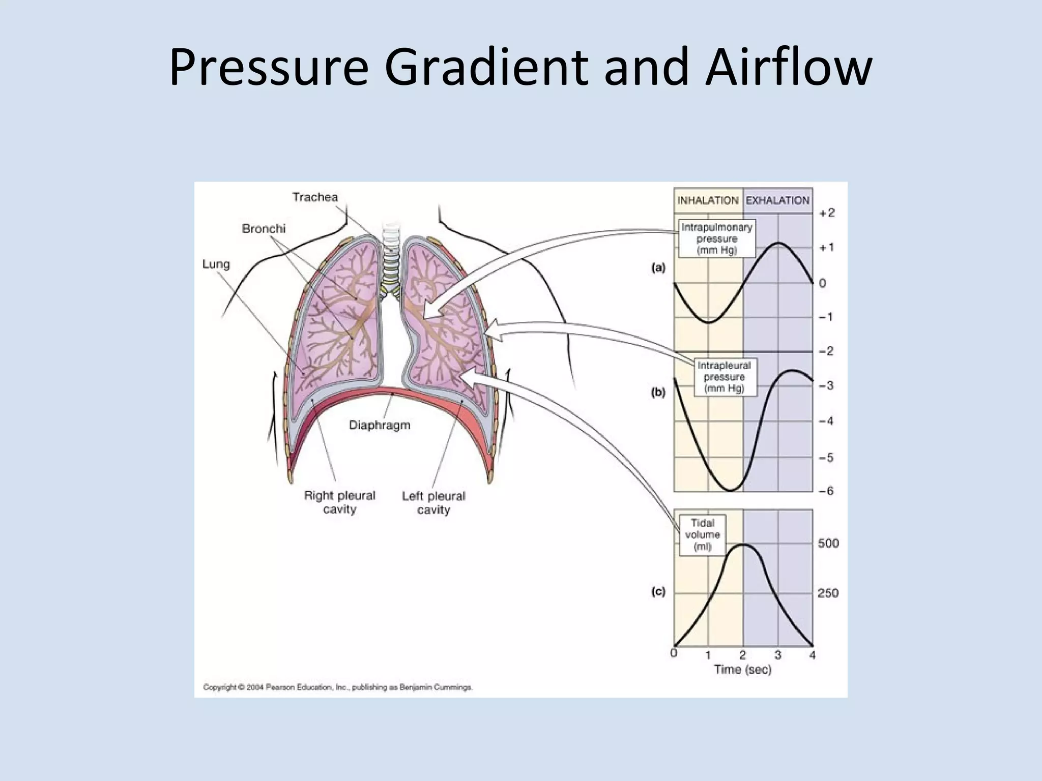 Respiratory physiology on airway resistance | PPT