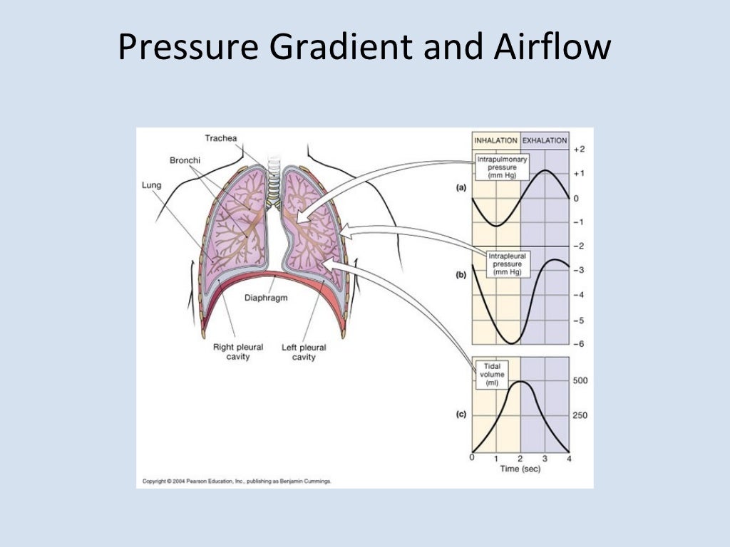 Respiratory physiology on airway resistance