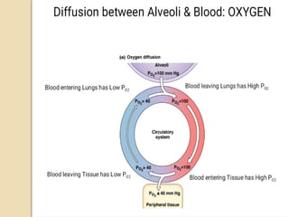 O2 Transport Vent RESPIRATORY PHYSIOLOGY,OXYGEN AND CO2 TRANSPORT, ALVEOLAR VENTILATION.pptx