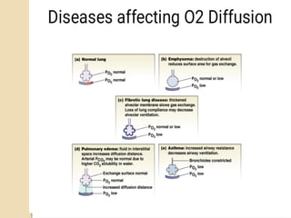 O2 Transport Vent RESPIRATORY PHYSIOLOGY,OXYGEN AND CO2 TRANSPORT, ALVEOLAR VENTILATION.pptx