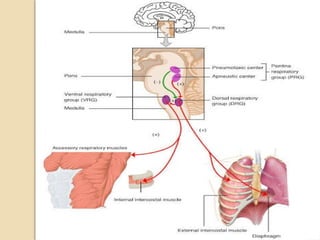 O2 Transport Vent RESPIRATORY PHYSIOLOGY,OXYGEN AND CO2 TRANSPORT, ALVEOLAR VENTILATION.pptx