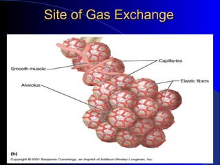 Site of Gas ExchangeSite of Gas Exchange
 