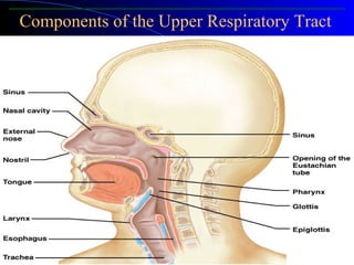 Components of the Upper Respiratory Tract
Figure 10.2
 
