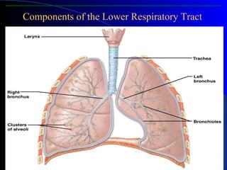 Components of the Lower Respiratory Tract
Figure 10.3
 