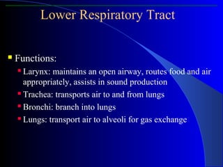  Functions:
 Larynx: maintains an open airway, routes food and air
appropriately, assists in sound production
 Trachea: transports air to and from lungs
 Bronchi: branch into lungs
 Lungs: transport air to alveoli for gas exchange
Lower Respiratory Tract
 