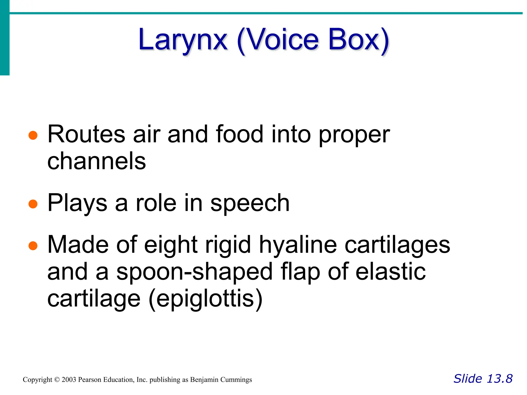 Larynx (Voice Box)
Slide 13.8
Copyright © 2003 Pearson Education, Inc. publishing as Benjamin Cummings
 Routes air and food into proper
channels
 Plays a role in speech
 Made of eight rigid hyaline cartilages
and a spoon-shaped flap of elastic
cartilage (epiglottis)
 
