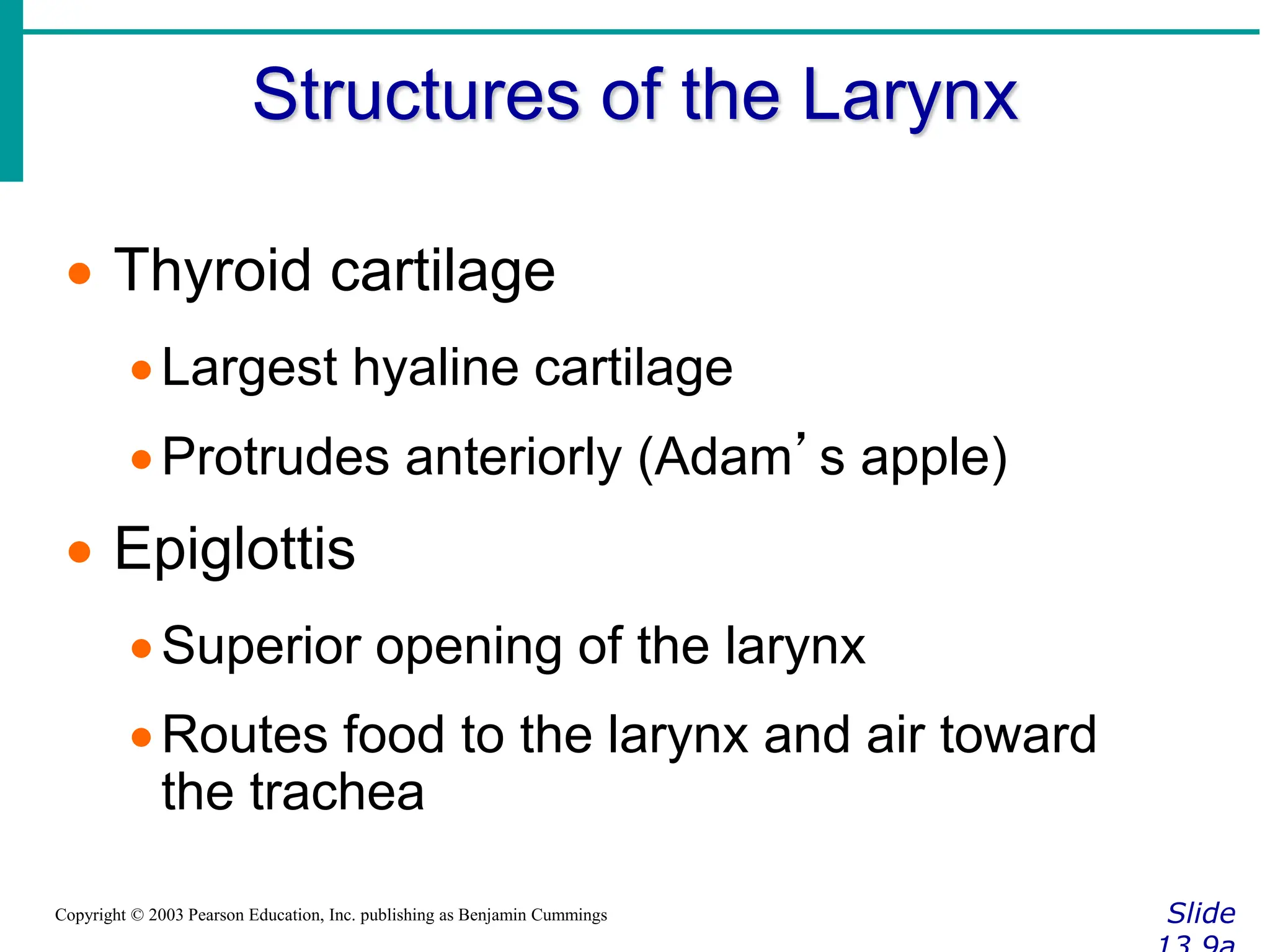 Structures of the Larynx
Slide
Copyright © 2003 Pearson Education, Inc. publishing as Benjamin Cummings
 Thyroid cartilage
Largest hyaline cartilage
Protrudes anteriorly (Adam’s apple)
 Epiglottis
Superior opening of the larynx
Routes food to the larynx and air toward
the trachea
 