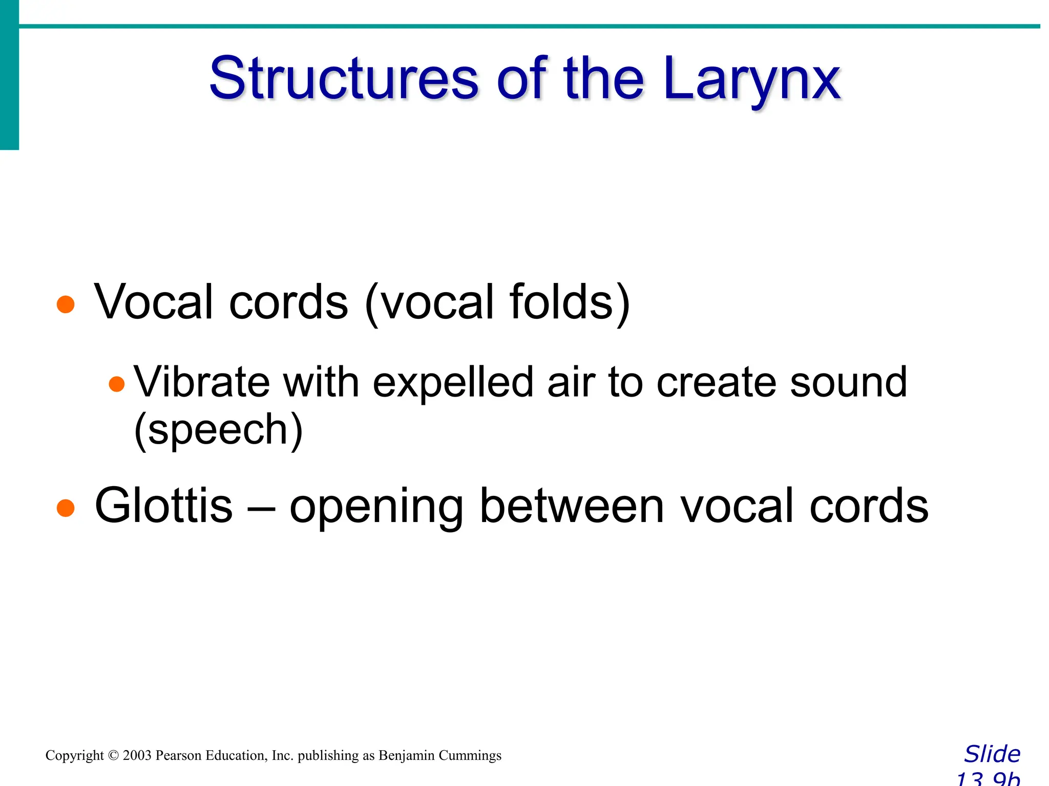 Structures of the Larynx
Slide
Copyright © 2003 Pearson Education, Inc. publishing as Benjamin Cummings
 Vocal cords (vocal folds)
Vibrate with expelled air to create sound
(speech)
 Glottis – opening between vocal cords
 