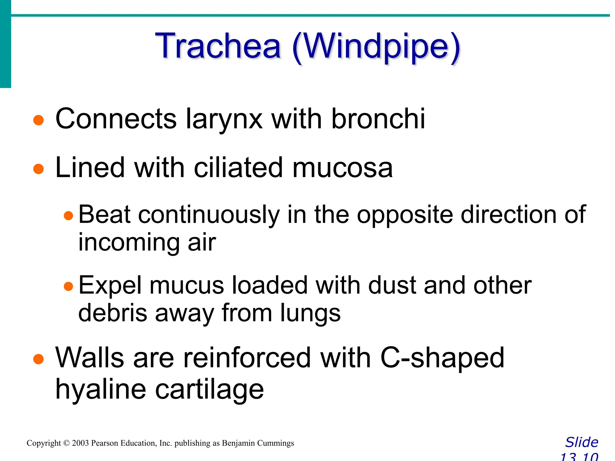 Trachea (Windpipe)
Slide
Copyright © 2003 Pearson Education, Inc. publishing as Benjamin Cummings
 Connects larynx with bronchi
 Lined with ciliated mucosa
Beat continuously in the opposite direction of
incoming air
Expel mucus loaded with dust and other
debris away from lungs
 Walls are reinforced with C-shaped
hyaline cartilage
 