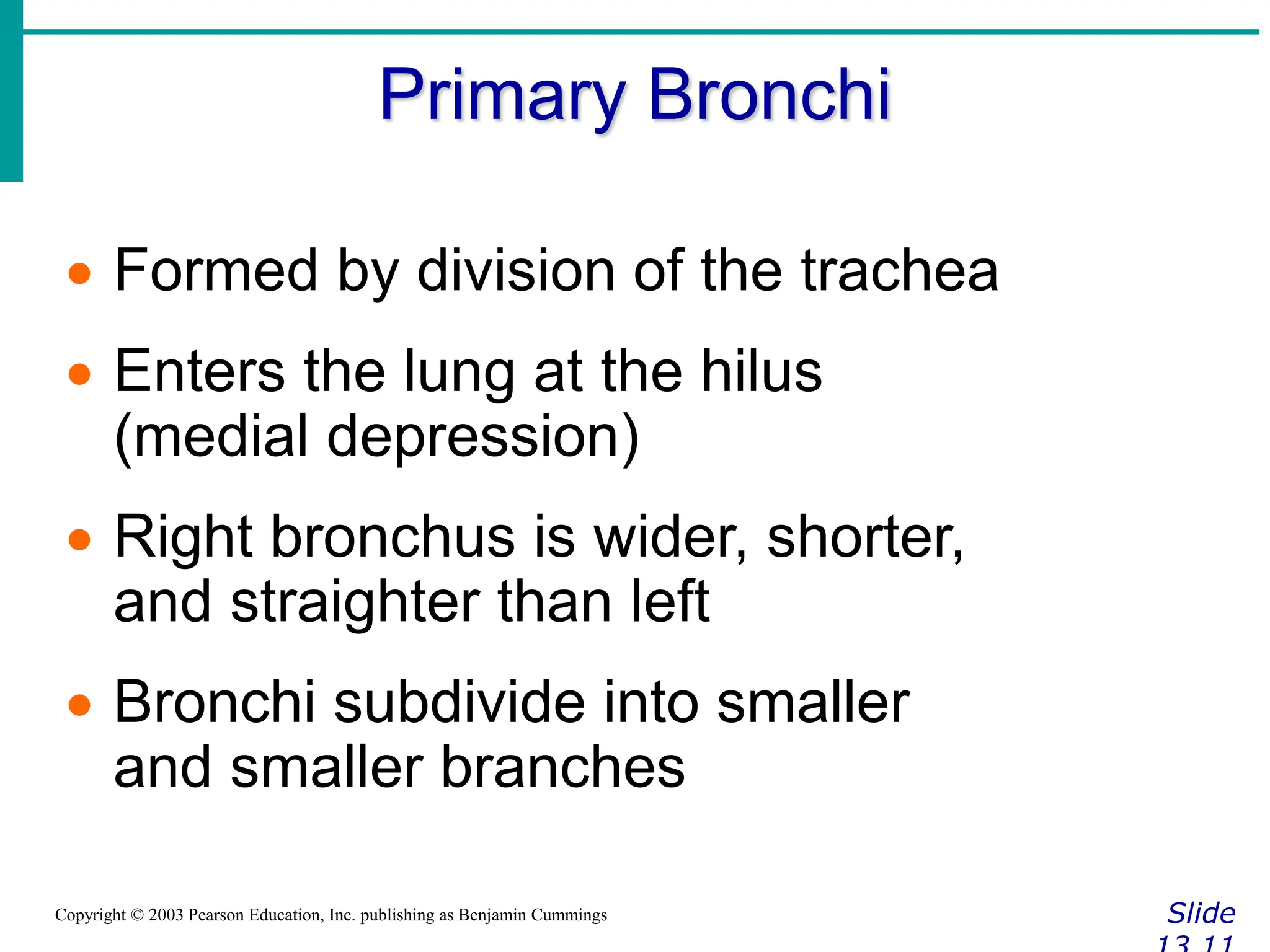 Primary Bronchi
Slide
Copyright © 2003 Pearson Education, Inc. publishing as Benjamin Cummings
 Formed by division of the trachea
 Enters the lung at the hilus
(medial depression)
 Right bronchus is wider, shorter,
and straighter than left
 Bronchi subdivide into smaller
and smaller branches
 