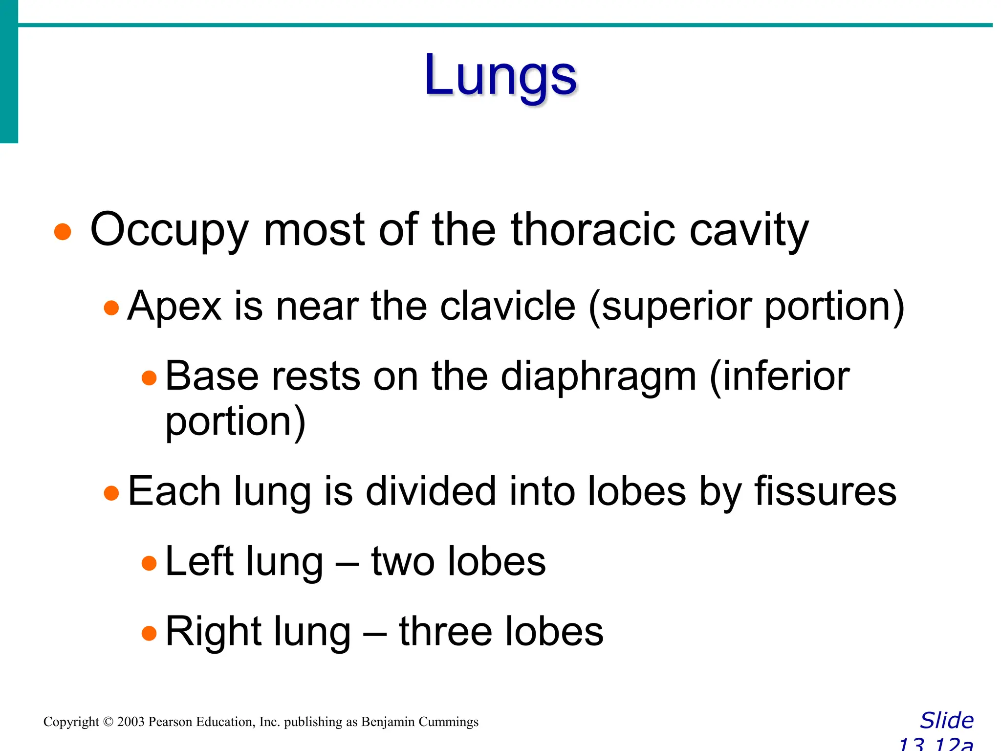 Lungs
Slide
Copyright © 2003 Pearson Education, Inc. publishing as Benjamin Cummings
 Occupy most of the thoracic cavity
Apex is near the clavicle (superior portion)
Base rests on the diaphragm (inferior
portion)
Each lung is divided into lobes by fissures
Left lung – two lobes
Right lung – three lobes
 