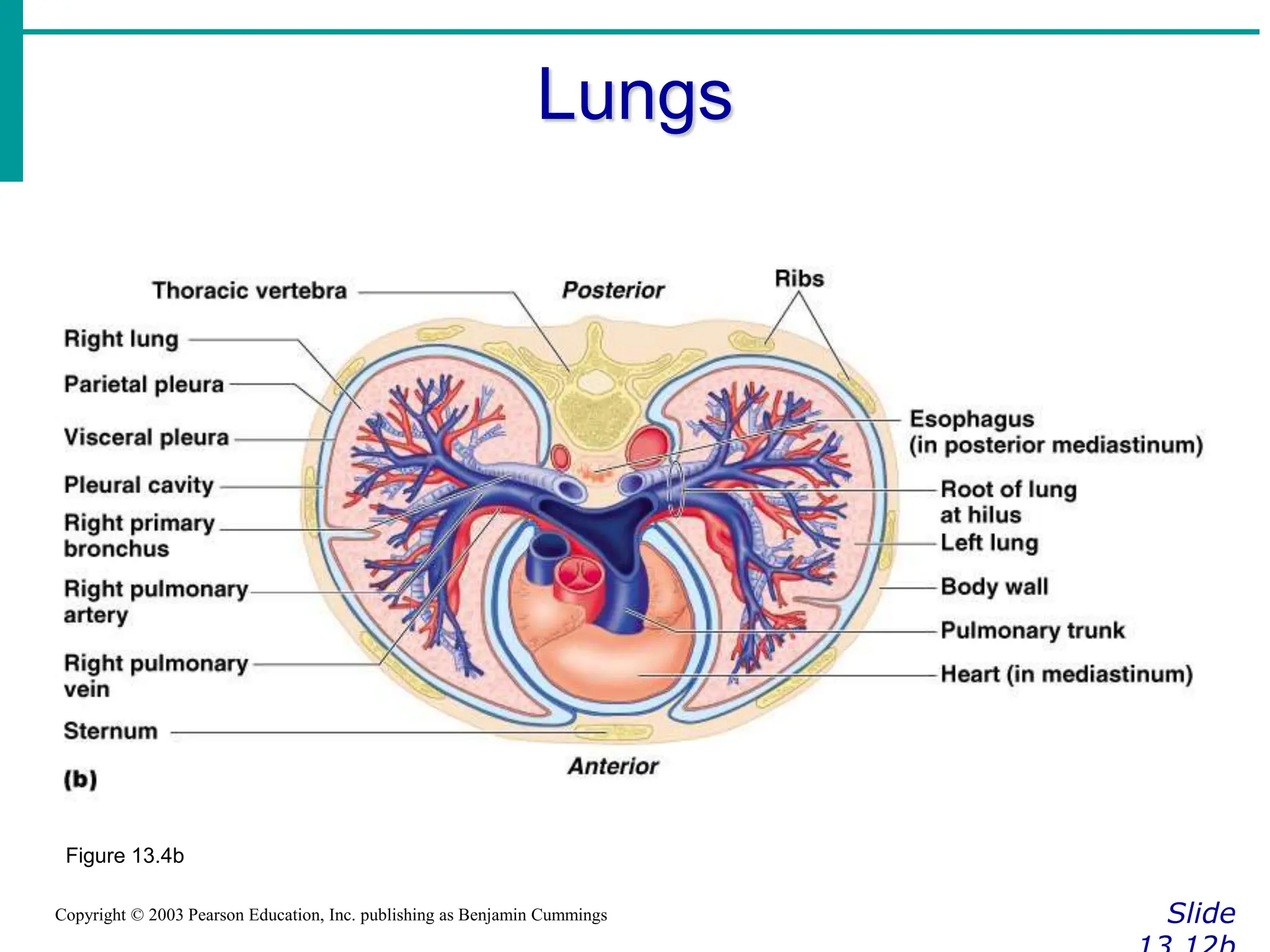 Lungs
Slide
Copyright © 2003 Pearson Education, Inc. publishing as Benjamin Cummings
Figure 13.4b
 