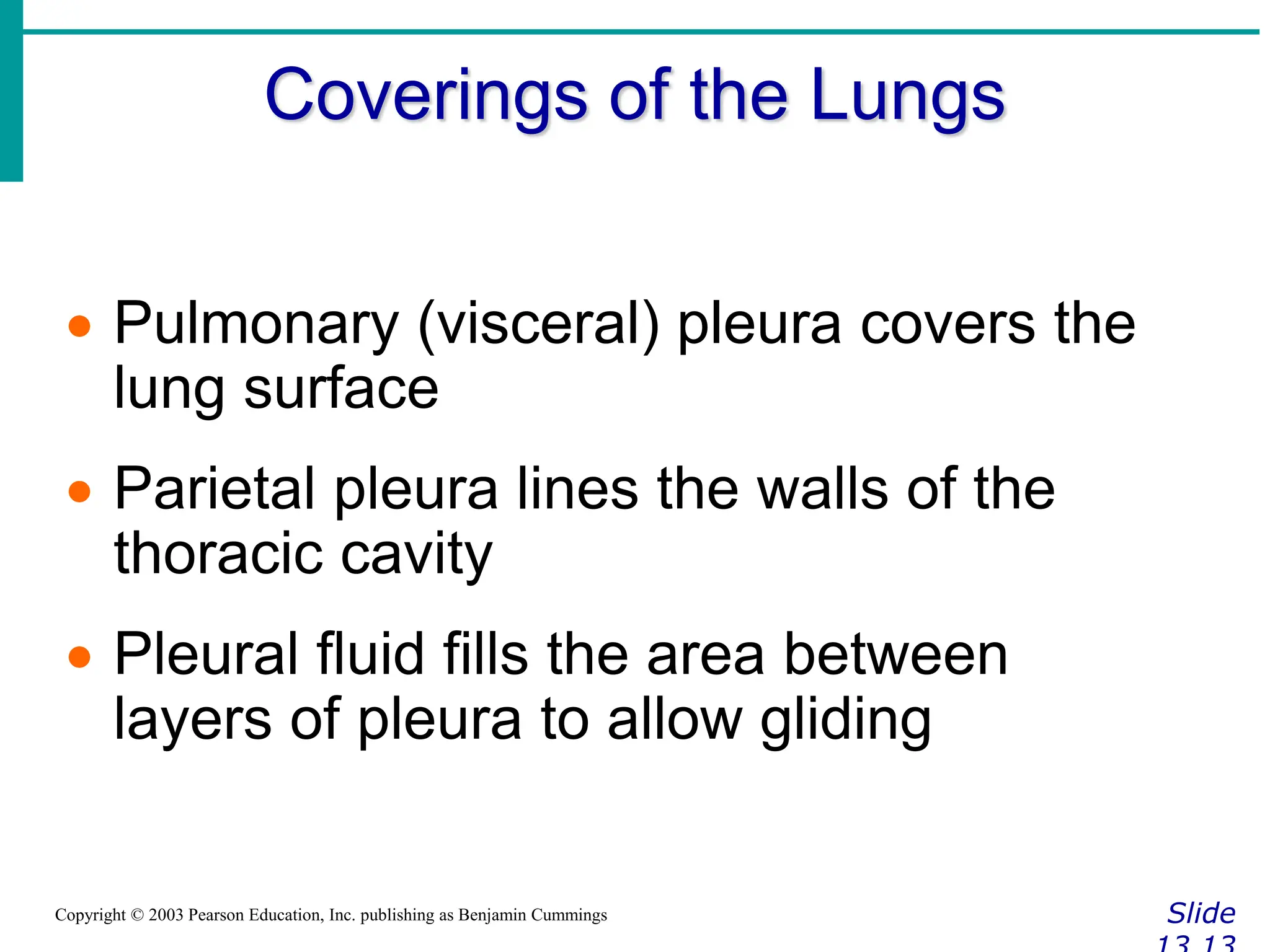 Coverings of the Lungs
Slide
Copyright © 2003 Pearson Education, Inc. publishing as Benjamin Cummings
 Pulmonary (visceral) pleura covers the
lung surface
 Parietal pleura lines the walls of the
thoracic cavity
 Pleural fluid fills the area between
layers of pleura to allow gliding
 