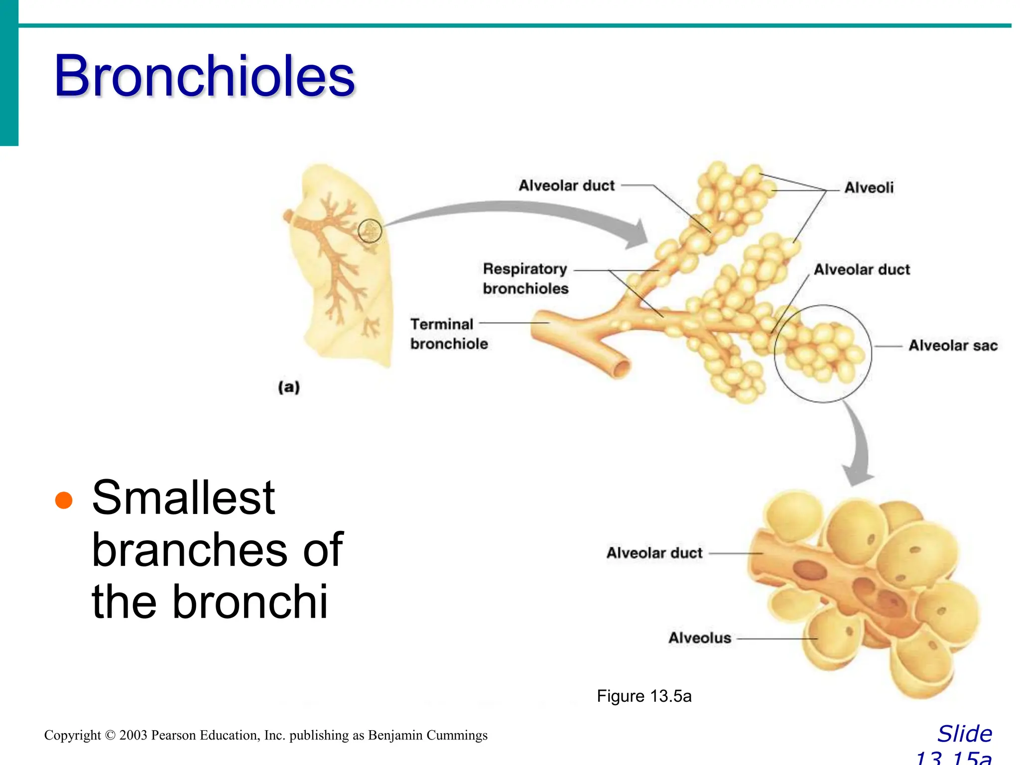 Bronchioles
Slide
Copyright © 2003 Pearson Education, Inc. publishing as Benjamin Cummings
Figure 13.5a
 Smallest
branches of
the bronchi
 