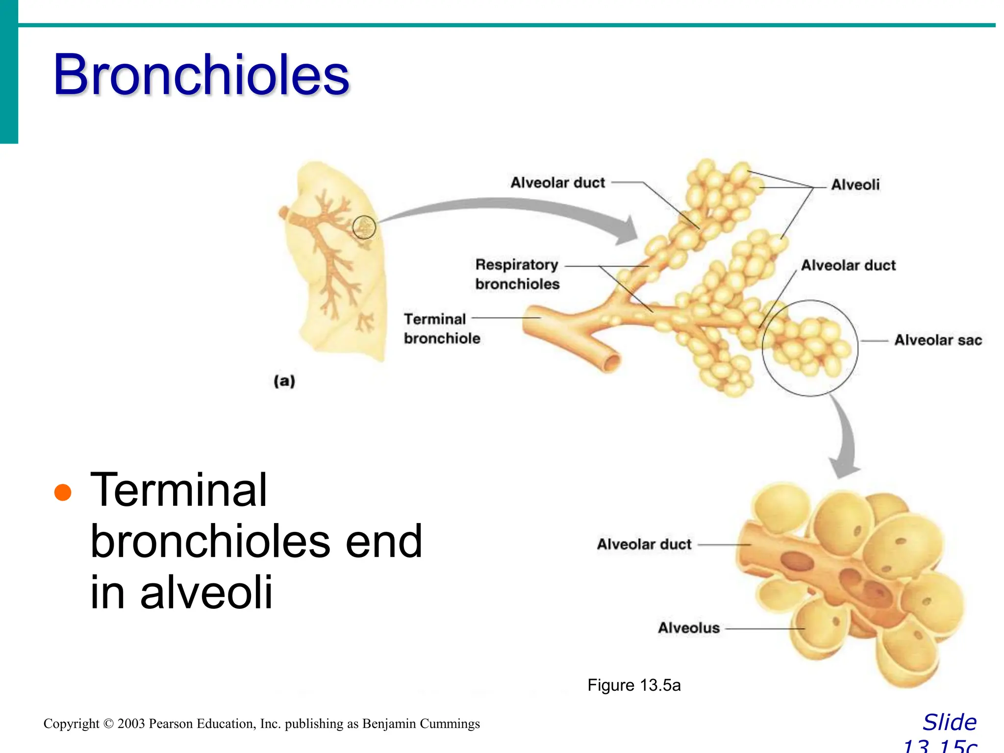 Bronchioles
Slide
Copyright © 2003 Pearson Education, Inc. publishing as Benjamin Cummings
 Terminal
bronchioles end
in alveoli
Figure 13.5a
 
