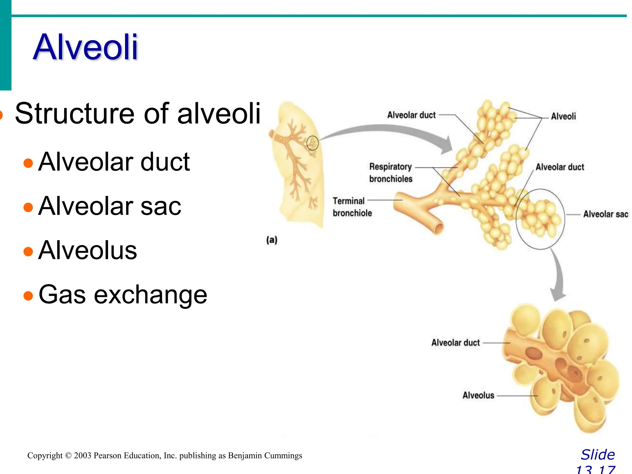 Alveoli
Slide
Copyright © 2003 Pearson Education, Inc. publishing as Benjamin Cummings
 Structure of alveoli
Alveolar duct
Alveolar sac
Alveolus
Gas exchange
 