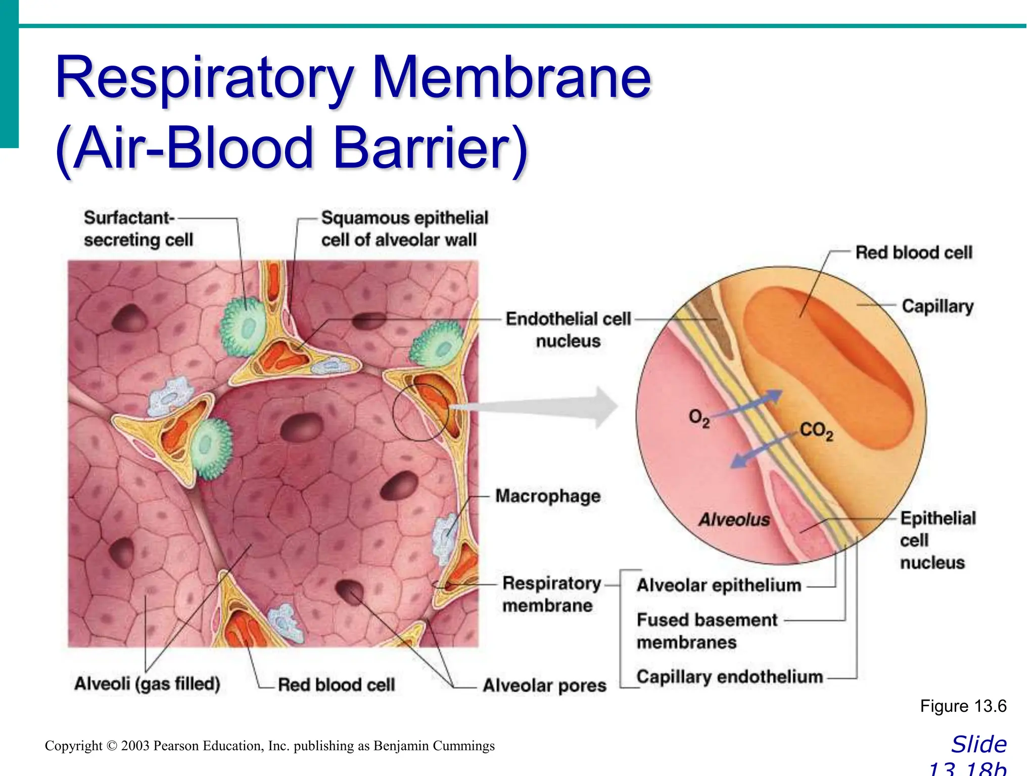 Respiratory Membrane
(Air-Blood Barrier)
Slide
Copyright © 2003 Pearson Education, Inc. publishing as Benjamin Cummings
Figure 13.6
 