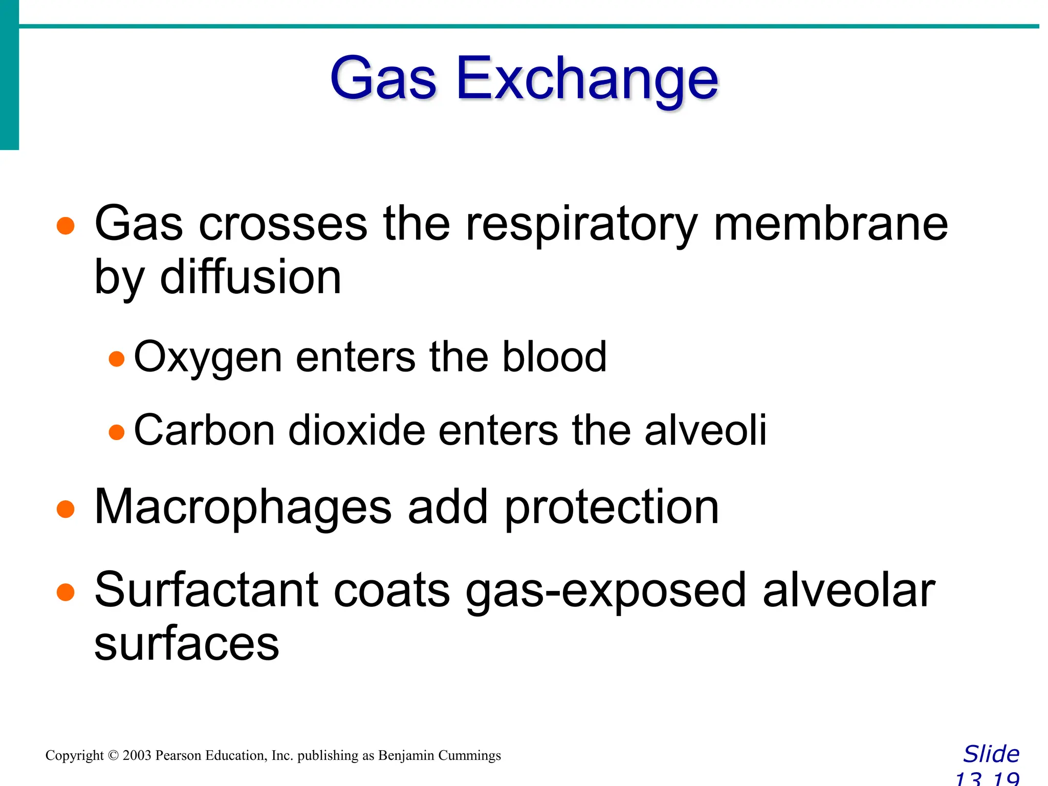 Gas Exchange
Slide
Copyright © 2003 Pearson Education, Inc. publishing as Benjamin Cummings
 Gas crosses the respiratory membrane
by diffusion
Oxygen enters the blood
Carbon dioxide enters the alveoli
 Macrophages add protection
 Surfactant coats gas-exposed alveolar
surfaces
 