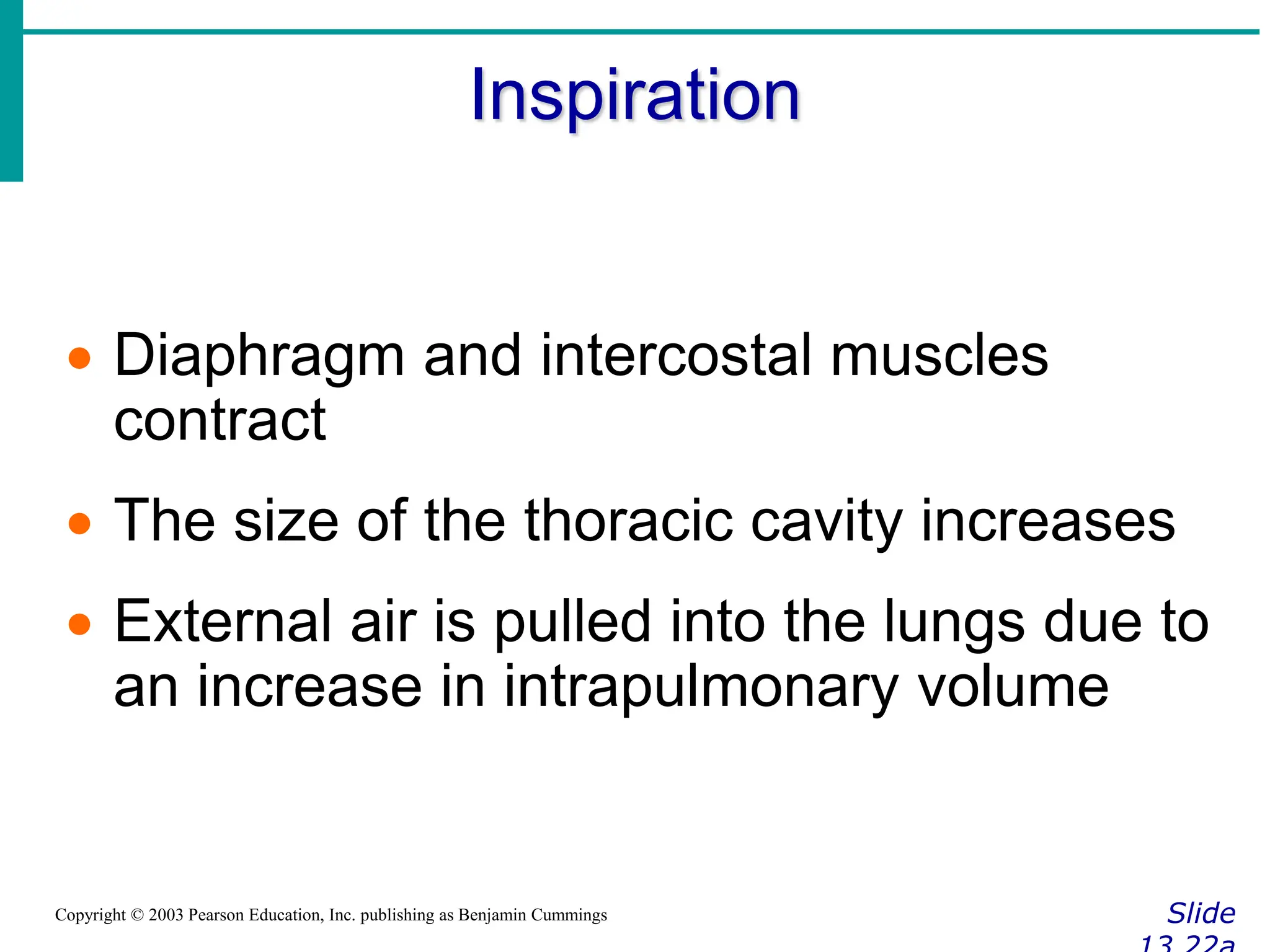 Inspiration
Slide
Copyright © 2003 Pearson Education, Inc. publishing as Benjamin Cummings
 Diaphragm and intercostal muscles
contract
 The size of the thoracic cavity increases
 External air is pulled into the lungs due to
an increase in intrapulmonary volume
 