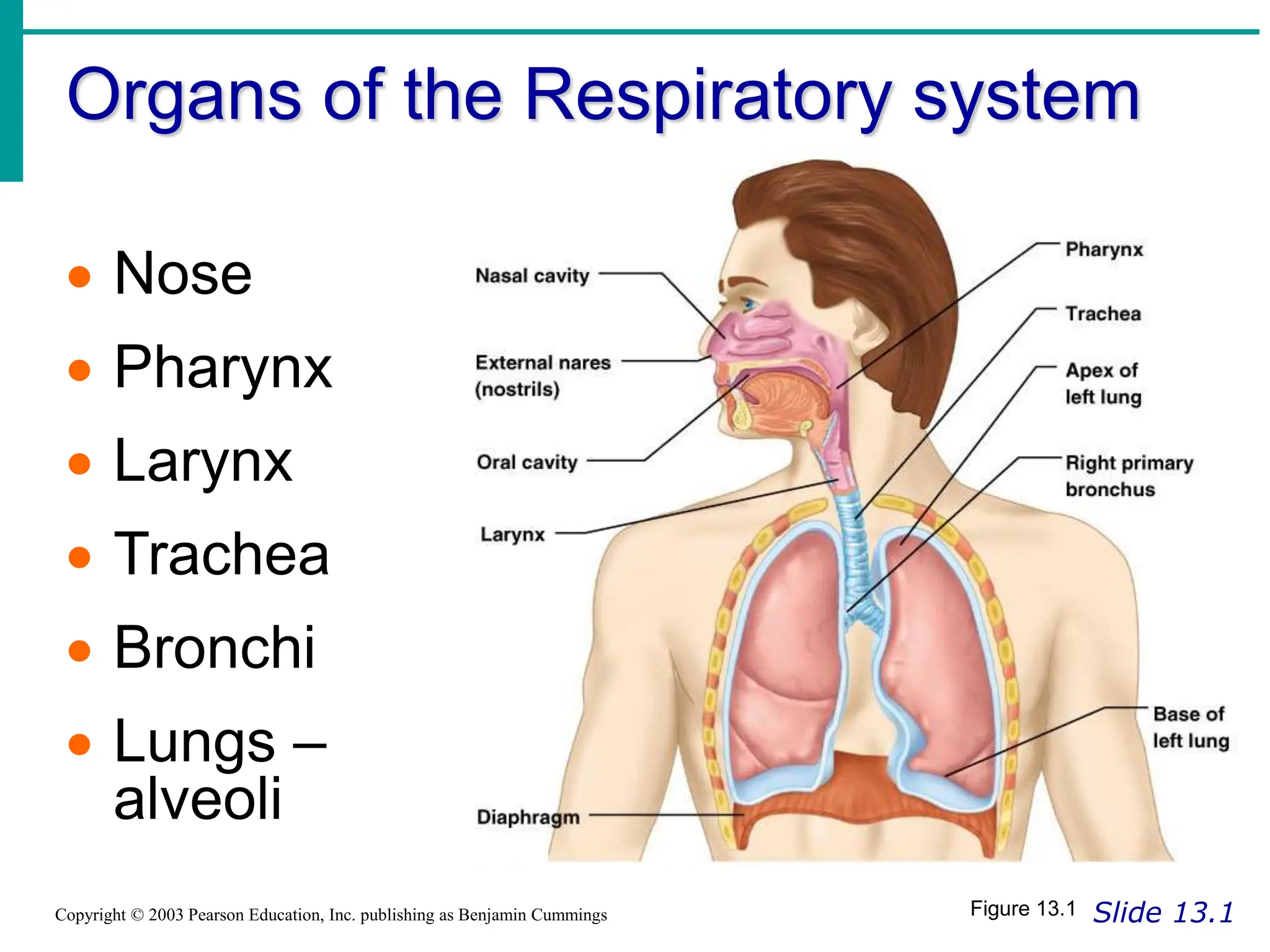 Organs of the Respiratory system
Slide 13.1
Copyright © 2003 Pearson Education, Inc. publishing as Benjamin Cummings
 Nose
 Pharynx
 Larynx
 Trachea
 Bronchi
 Lungs –
alveoli
Figure 13.1
 