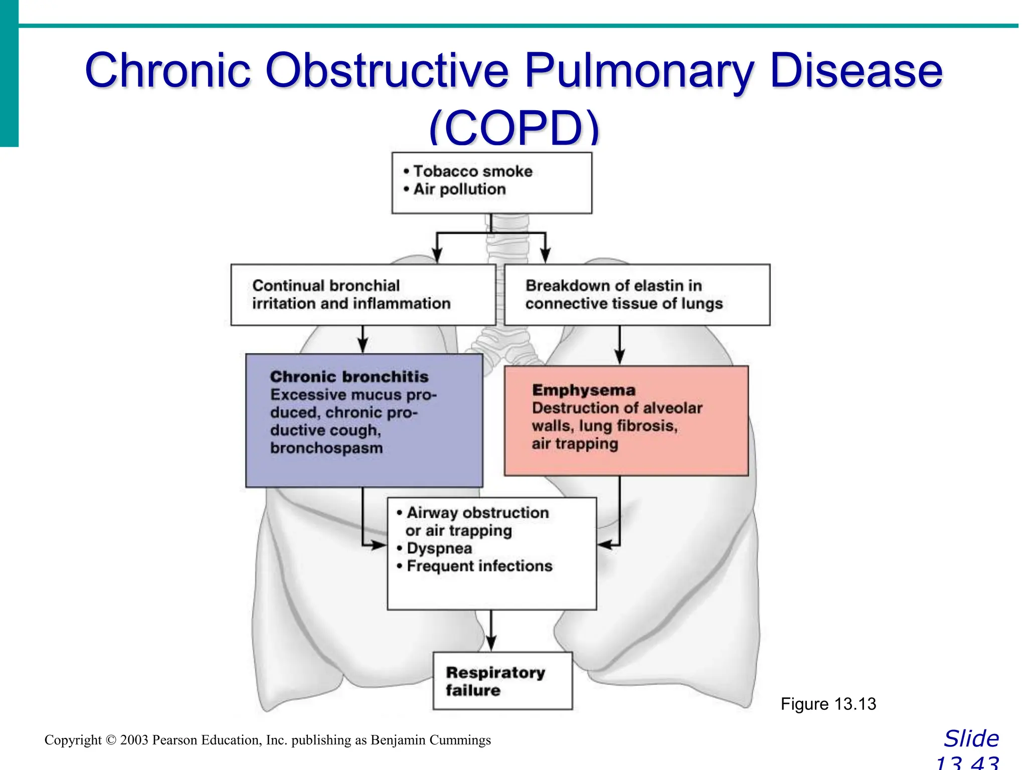 Chronic Obstructive Pulmonary Disease
(COPD)
Slide
Copyright © 2003 Pearson Education, Inc. publishing as Benjamin Cummings
Figure 13.13
 