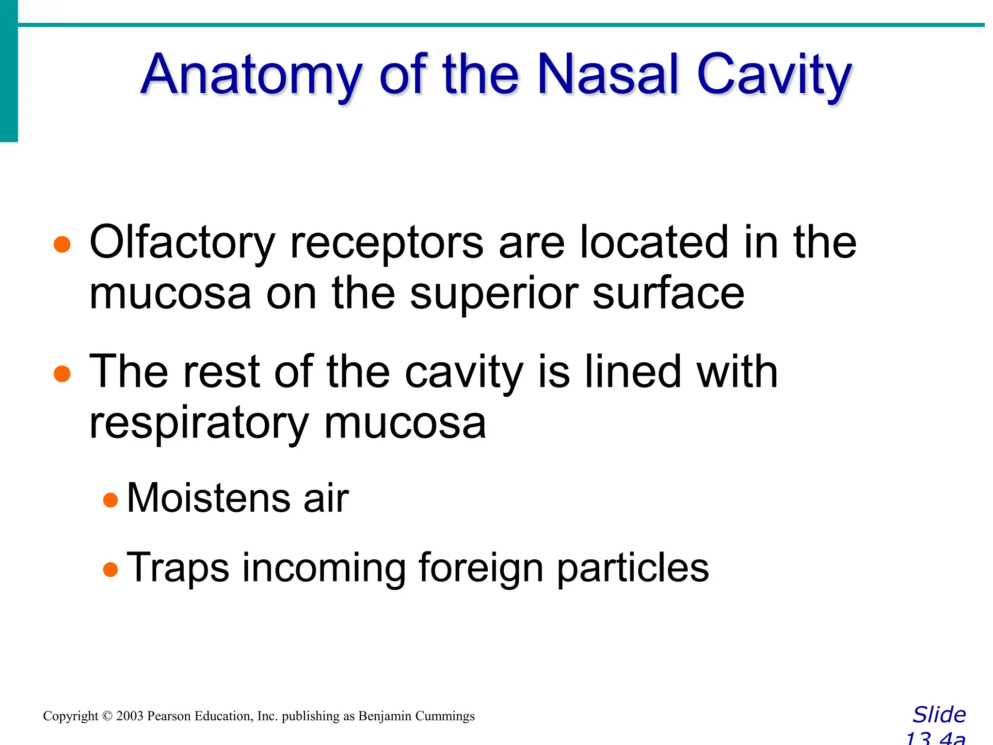 Anatomy of the Nasal Cavity
Slide
Copyright © 2003 Pearson Education, Inc. publishing as Benjamin Cummings
 Olfactory receptors are located in the
mucosa on the superior surface
 The rest of the cavity is lined with
respiratory mucosa
Moistens air
Traps incoming foreign particles
 