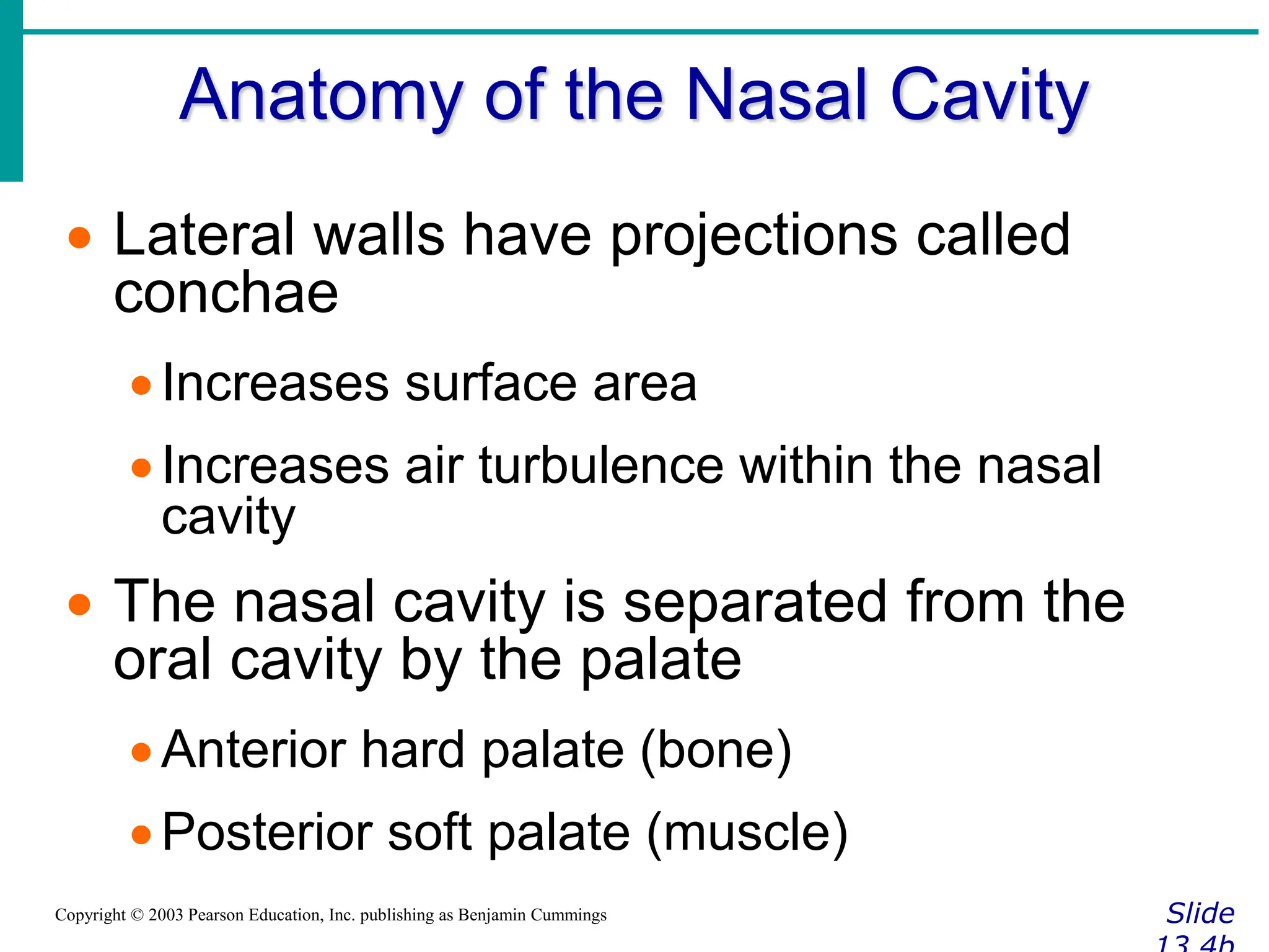 Anatomy of the Nasal Cavity
Slide
Copyright © 2003 Pearson Education, Inc. publishing as Benjamin Cummings
 Lateral walls have projections called
conchae
Increases surface area
Increases air turbulence within the nasal
cavity
 The nasal cavity is separated from the
oral cavity by the palate
Anterior hard palate (bone)
Posterior soft palate (muscle)
 