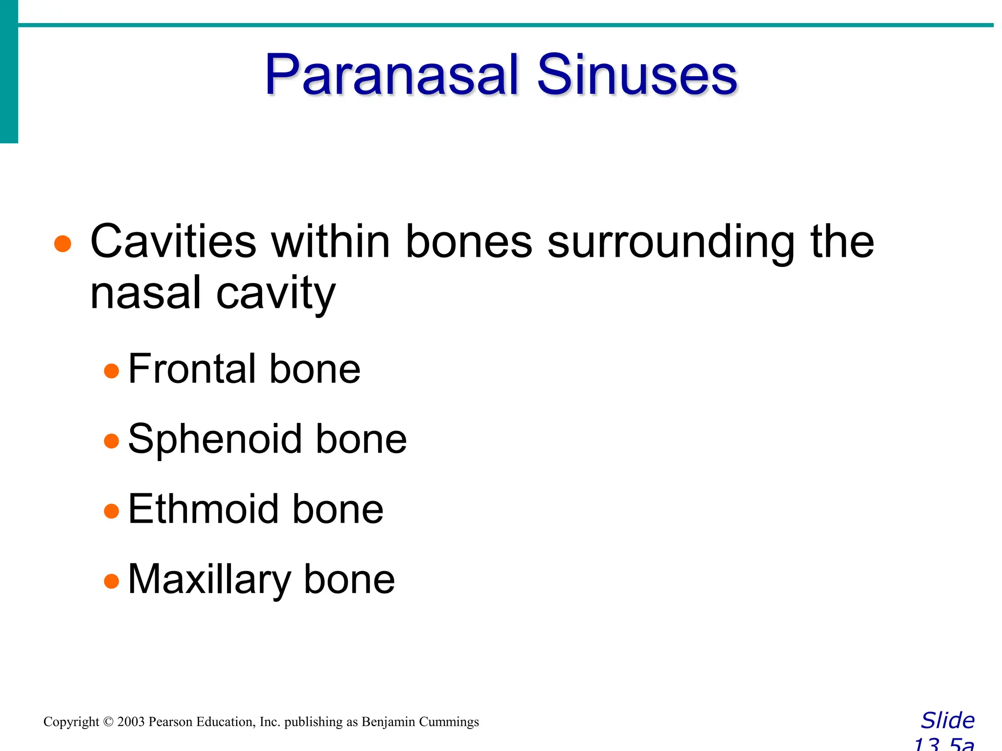 Paranasal Sinuses
Slide
Copyright © 2003 Pearson Education, Inc. publishing as Benjamin Cummings
 Cavities within bones surrounding the
nasal cavity
Frontal bone
Sphenoid bone
Ethmoid bone
Maxillary bone
 