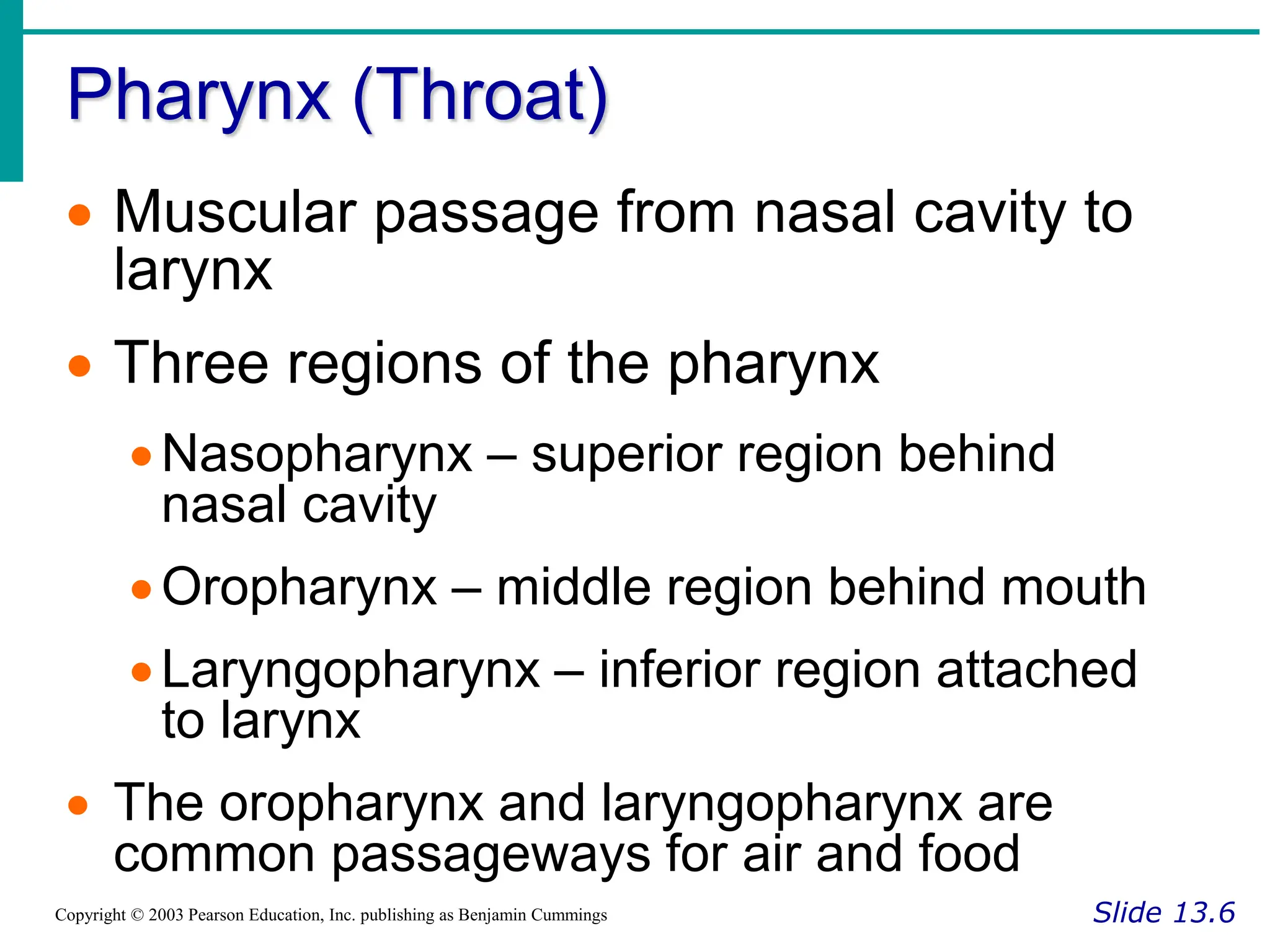 Pharynx (Throat)
Slide 13.6
Copyright © 2003 Pearson Education, Inc. publishing as Benjamin Cummings
 Muscular passage from nasal cavity to
larynx
 Three regions of the pharynx
Nasopharynx – superior region behind
nasal cavity
Oropharynx – middle region behind mouth
Laryngopharynx – inferior region attached
to larynx
 The oropharynx and laryngopharynx are
common passageways for air and food
 