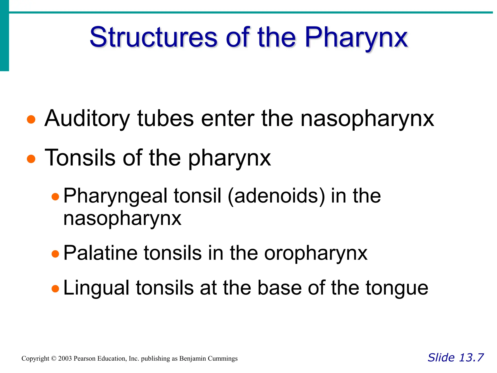 Structures of the Pharynx
Slide 13.7
Copyright © 2003 Pearson Education, Inc. publishing as Benjamin Cummings
 Auditory tubes enter the nasopharynx
 Tonsils of the pharynx
Pharyngeal tonsil (adenoids) in the
nasopharynx
Palatine tonsils in the oropharynx
Lingual tonsils at the base of the tongue
 