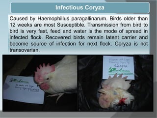 Infectious Coryza
Caused by Haemophillus paragallinarum. Birds older than
12 weeks are most Susceptible. Transmission from bird to
bird is very fast, feed and water is the mode of spread in
infected flock. Recovered birds remain latent carrier and
become source of infection for next flock. Coryza is not
transovarian.
 