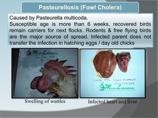 Pasteurellosis (Fowl Cholera)
Caused by Pasteurella multicoda.
Susceptible age is more than 6 weeks, recovered birds
remain carriers for next flocks. Rodents & free flying birds
are the major source of spread. Infected parent does not
transfer the infection in hatching eggs / day old chicks
Swelling of wattles Infected heart and liver
 